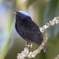 Blue-crowned Manakin